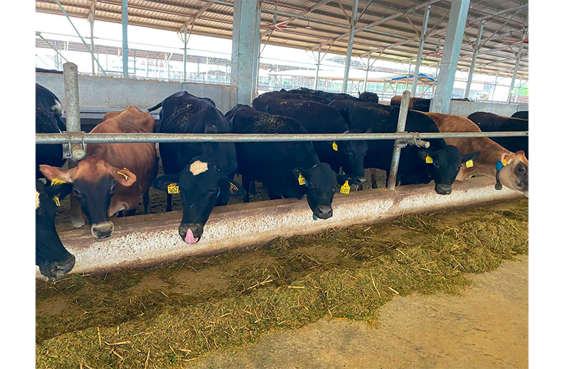 The Demerara Distillers Limited’s modern dairy farm at Moblissa is a strong example of the ongoing modernisation of agriculture, and diversification of Guyana’s economy. Through investments in technology and advanced farming methods, DDL is helping to increase local milk production, reduce Guyana’s reliance on imports, and enhance food security (Photos: President Irfaan Ali/Facebook)