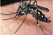 The Aedes aegypti mosquito which is the primary transmitter of dengue