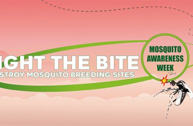 mosquito_hd