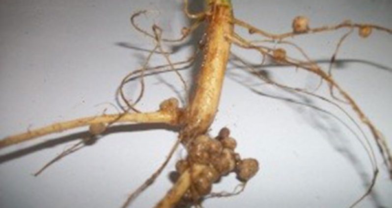 Nodules on roots of legumes.