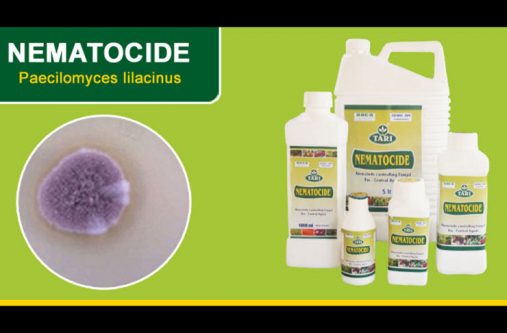 nematocide nematocide