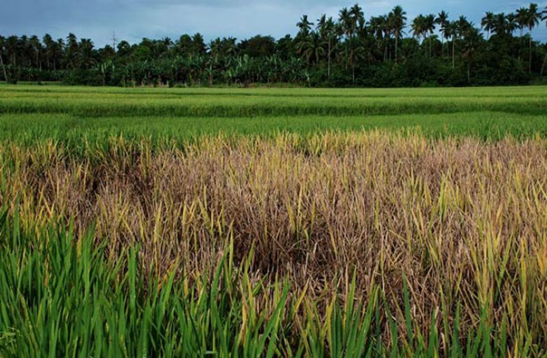 A rice field partially affected by paddy bug infestation