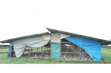 The chicken farm David Salvadore
works on (Carl Croker photos)