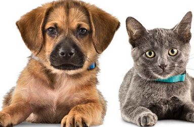 pets