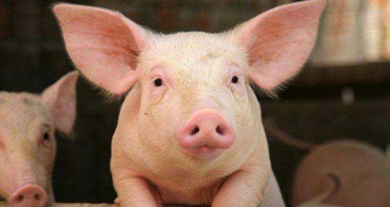 pig