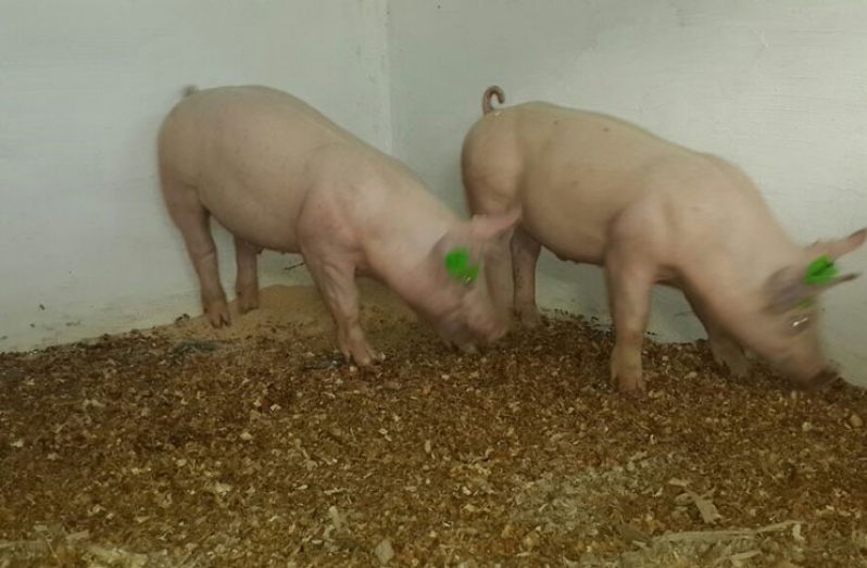 The imported Tempo Breed pigs