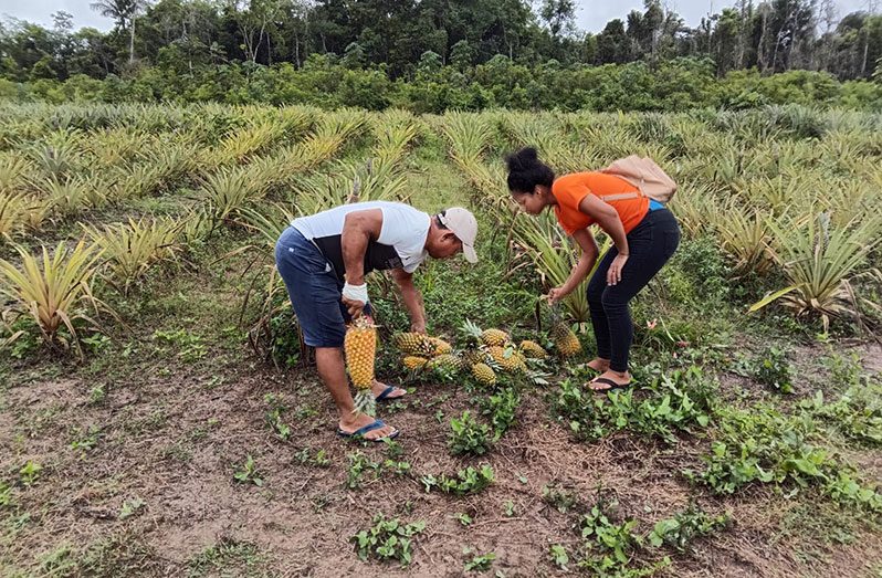 Mashabo pineapple project driving economic growth, community development