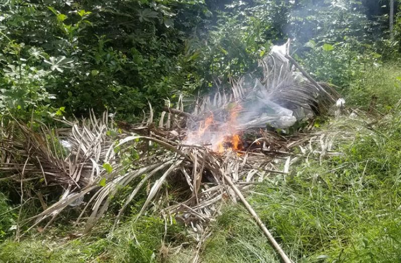 The marijuana fields that were destroyed in Ituni