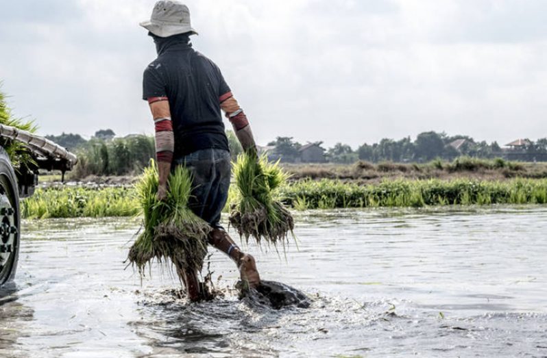 Planting rice seedlings in the Philippines