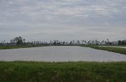 One of several aquaculture ponds on the Kayman Sankar estate, Hampton Court, Essequibo Coast