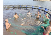 Cage culture farming in Lake Capoey