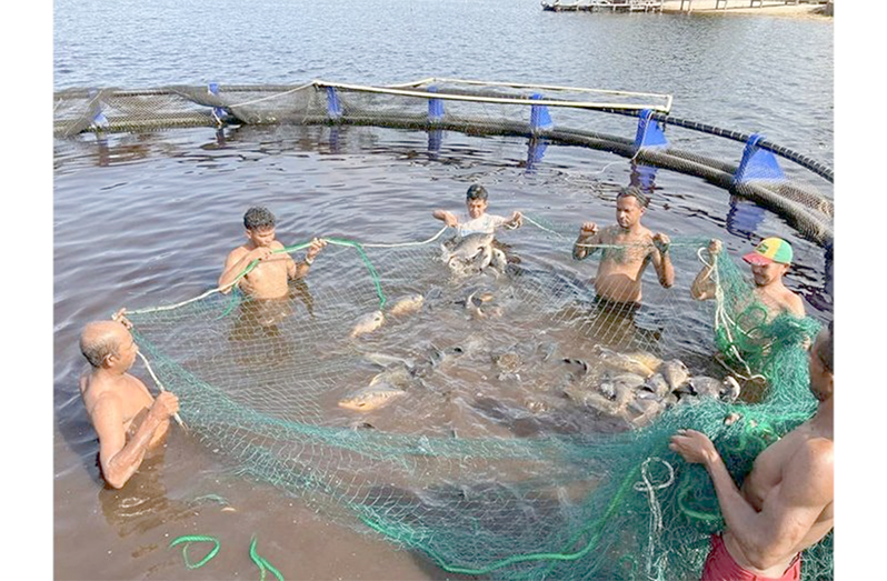 Cage culture farming in Lake Capoey