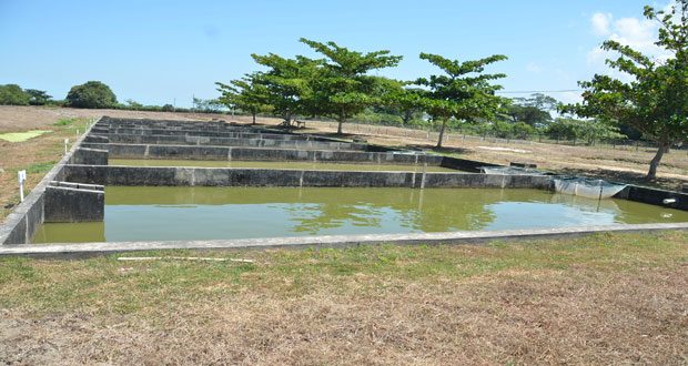 Aquaculture ponds at the Satayadeo Sawh Aquaculture Station at Mon Repos, East Coast Demerara