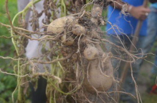 potato Potato harvested at eight weeks from the pilot potato project