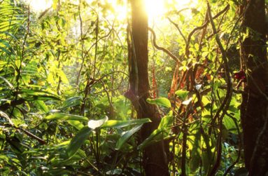 rainforest
