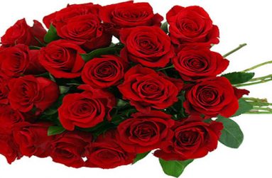 red-roses