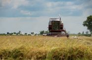 rice-