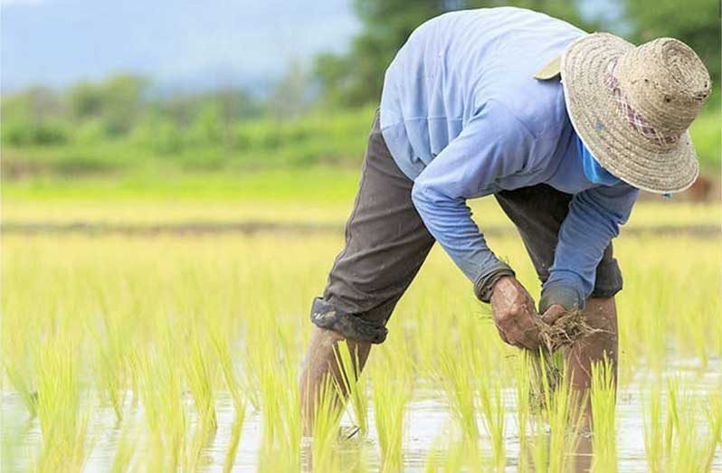 rice-