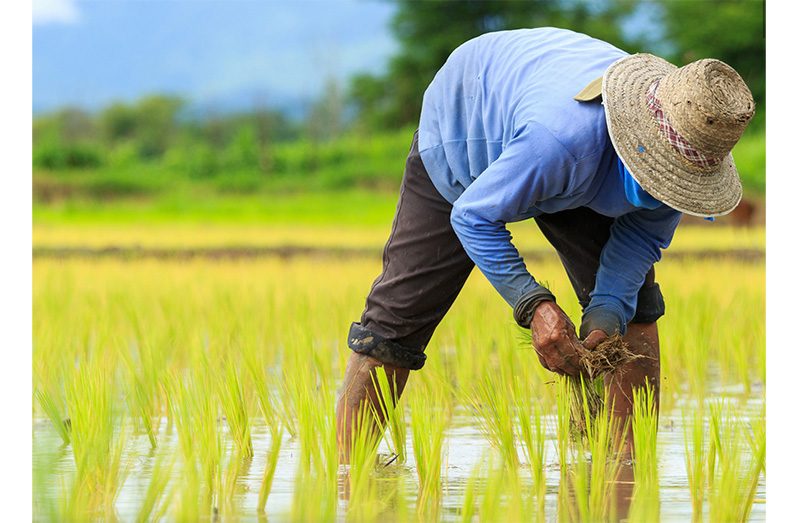 Rice farmers in Guyana now stand to benefit from access to insurance safeguarding them in the event of a natural disaster