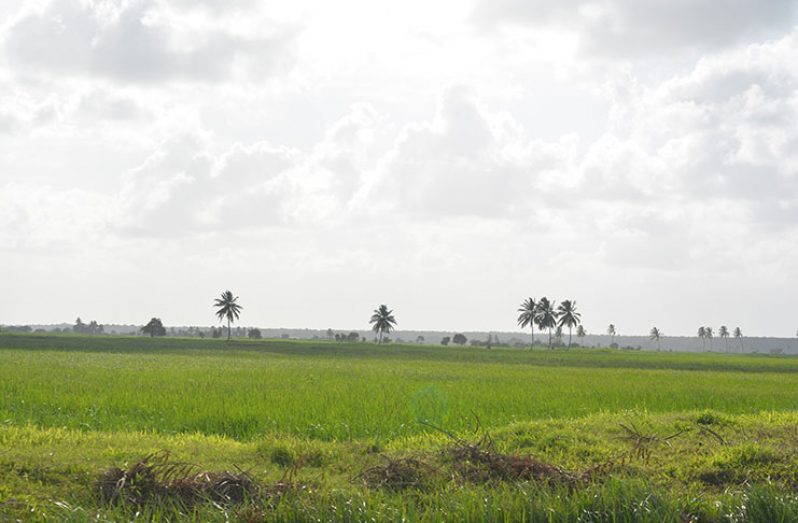 Rice being cultivated on the island of Leguan, Region Three