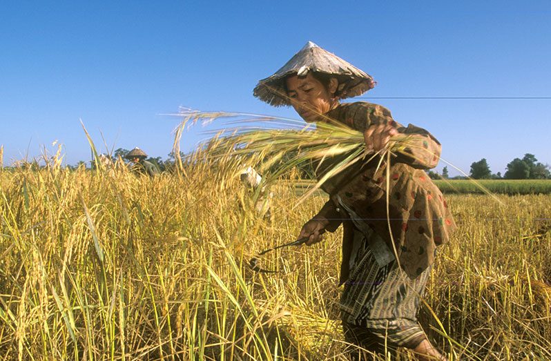 The resilience of agrifood systems to shocks is critical for food security (FAO photo)