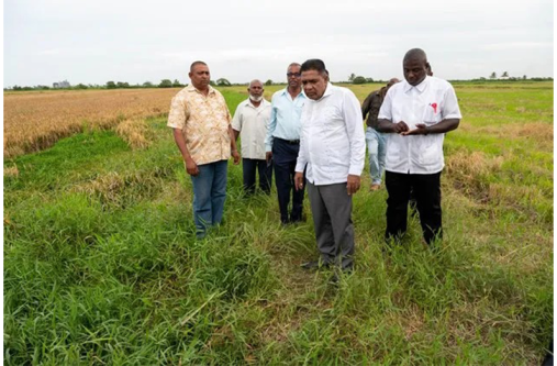 Minister of Agriculture, Zulfikar Mustapha, inspects rice field