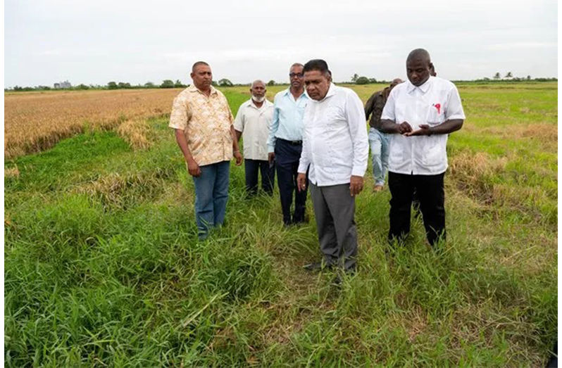 Minister of Agriculture, Zulfikar Mustapha, inspects rice field