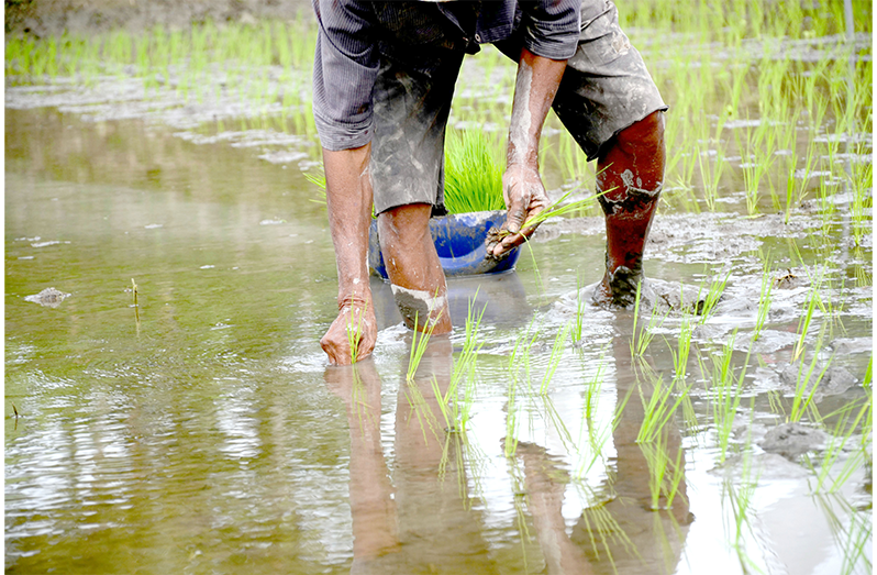 Rice farmers in Guyana are now preparing for a new sowing season for the first crop of 2026
