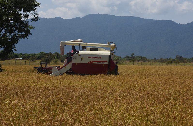 : Kumu villagers in Region Nine began paddy harvesting on Monday, marking the start of a new agriculture era. This accomplishment follows commitments made by the President Dr. Irfaan Ali- led government to the people of Region Nine who expressed an interest in cultivating rice. (DPI photo)