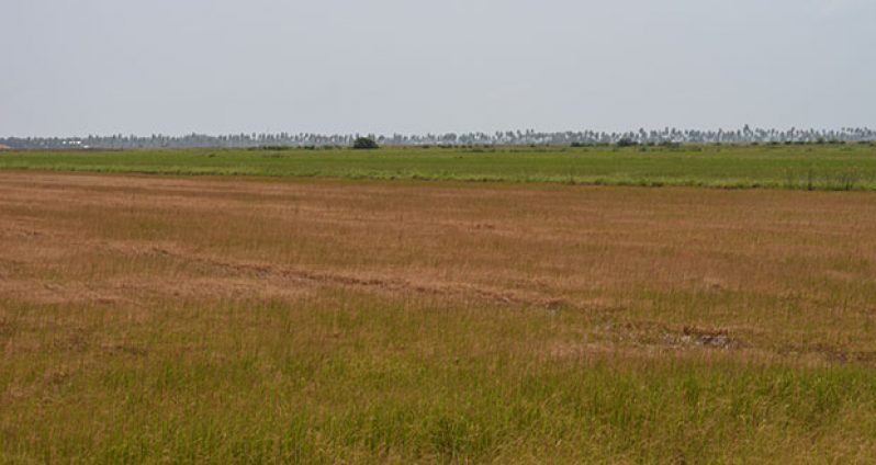 A rice field at Perth, Essequibo Coast, that was burnt out due to extreme dry weather