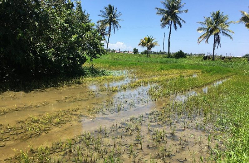 A section of the field when the extension officers visited