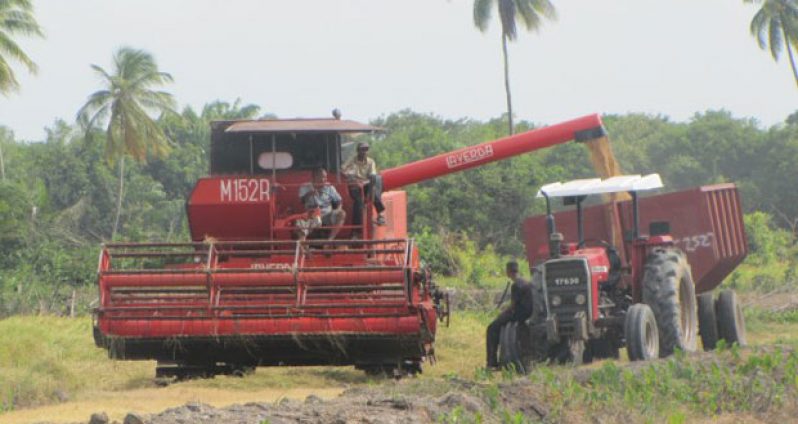 Rice being harvested in Region 5