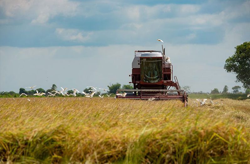 Guyana surpasses rice production target - Guyana Chronicle