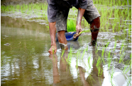 The Government of Guyana has outlined plans to work with rice farmers to convert farmlands for greater profitability