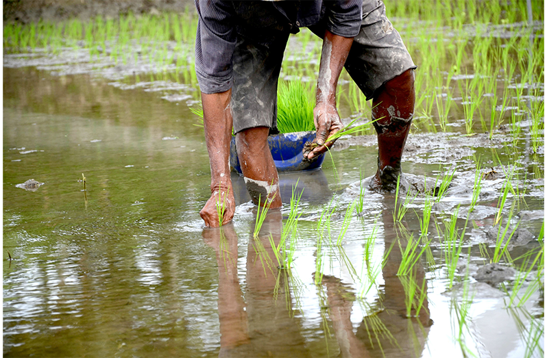 The Government of Guyana has outlined plans to work with rice farmers to convert farmlands for greater profitability