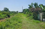 The grass-covered track that residents were using. During the rainy season it was impassable