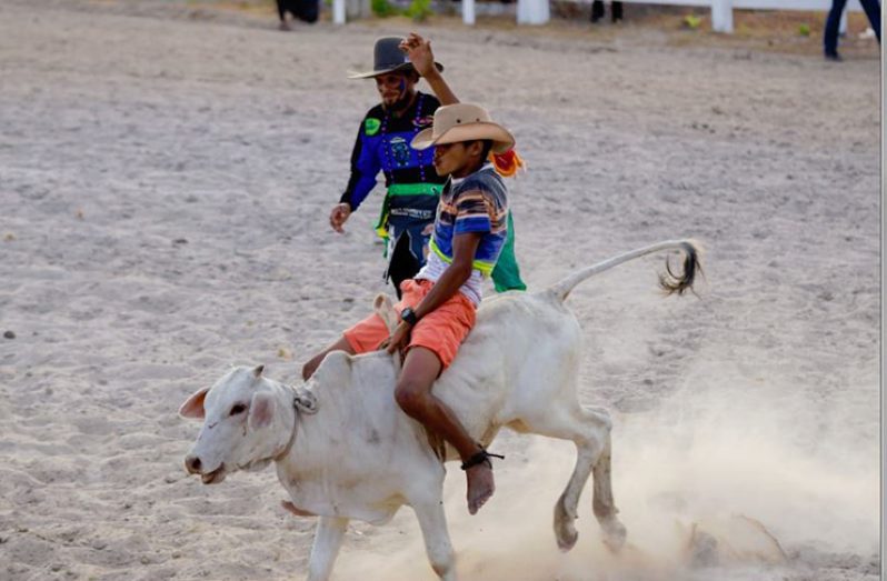 Flaskback: A participant in the Boys Under-12 Calf Riding Competition in action at Rupununi Rodeo 2019 (Delano Williams photo)
