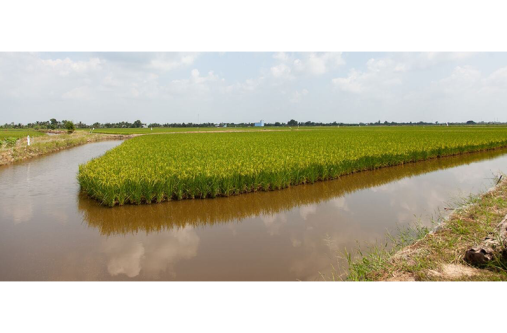 Rice fields studied by Jack O’Connor and his colleagues in Ca Mau, a Vietnamese province in the Mekong Delta (UNU-EHS/Emidi)