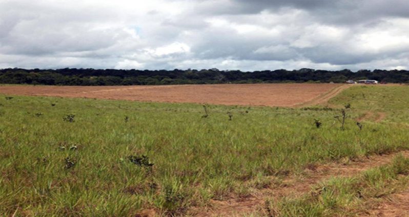 The Intermediate Savannahs are set to become the new agriculture frontier as Guyana moves to narrow the gap between the coastland and hinterland regions