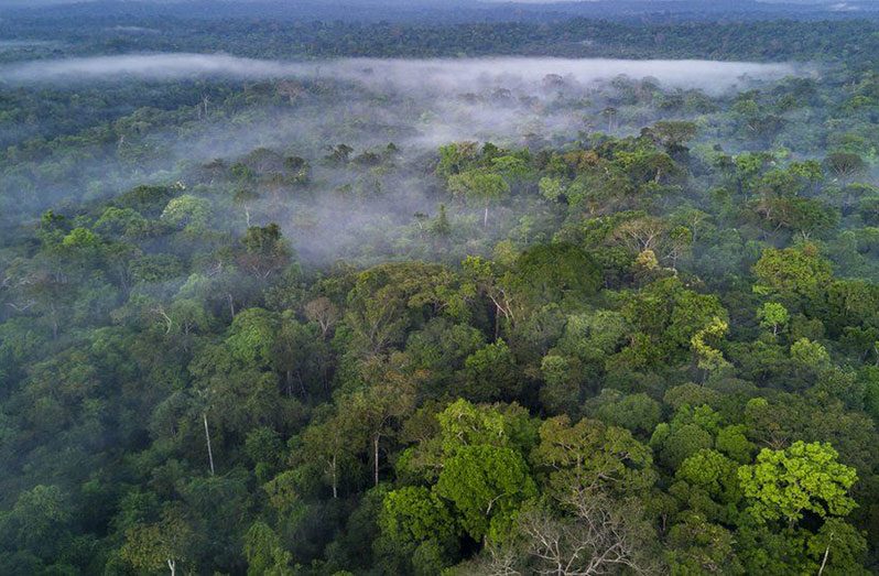 The Amazon rainforest is home to one in 10 known species on Earth (BBC photo)