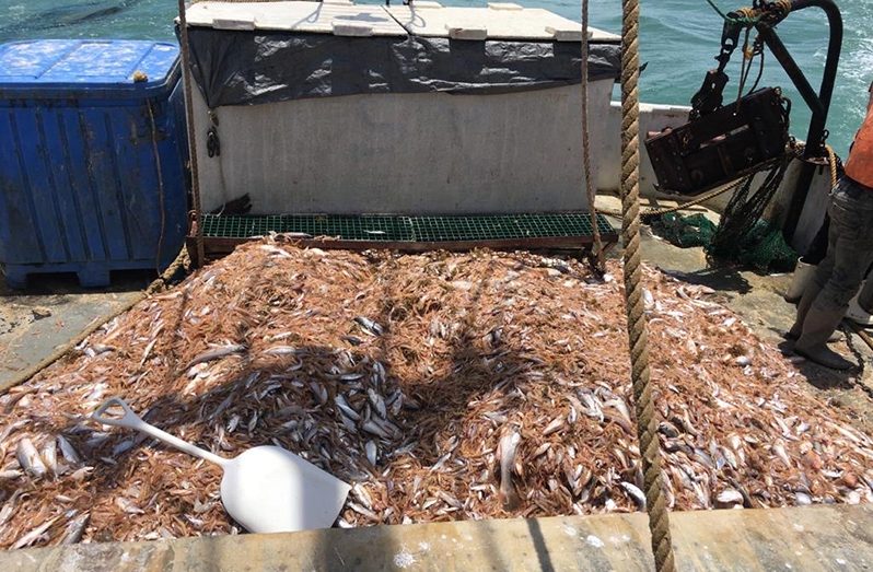 A fishing vessel retrieves seabob, as both industrial trawlers and artisanal fishermen contribute to supplying local and international markets.