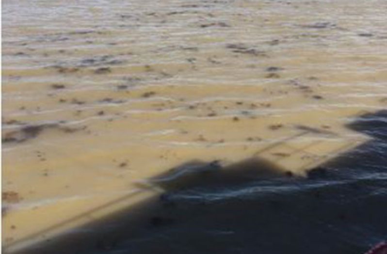 Seaweed floating in the ocean (Photos courtesy of Mikhail Amsterdam)