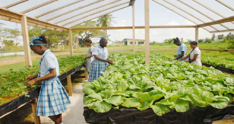 The House has approved $34.62M for the construction of shade houses in support of the agricultural programme being executed in five secondary schools in Region 9