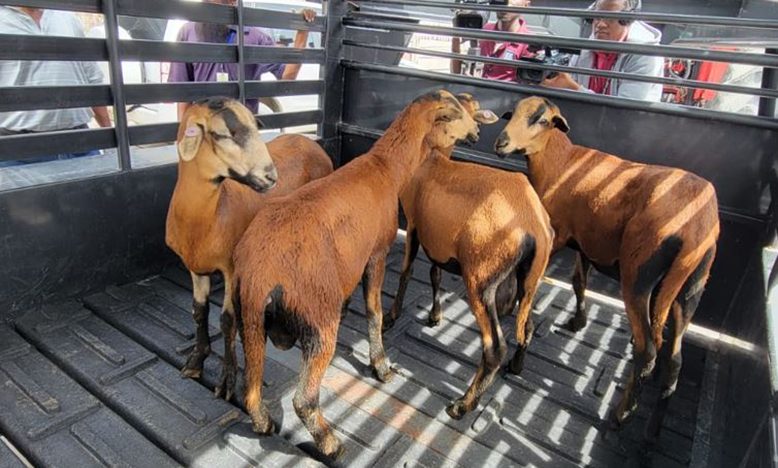 The first flock of Black Belly sheep received by Guyana (Adrian Narine photos)