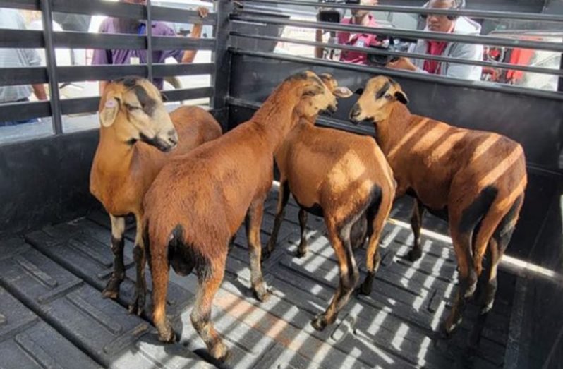 The first flock of Black Belly Sheep