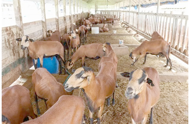Some of the Black Belly sheep that are currently in the country