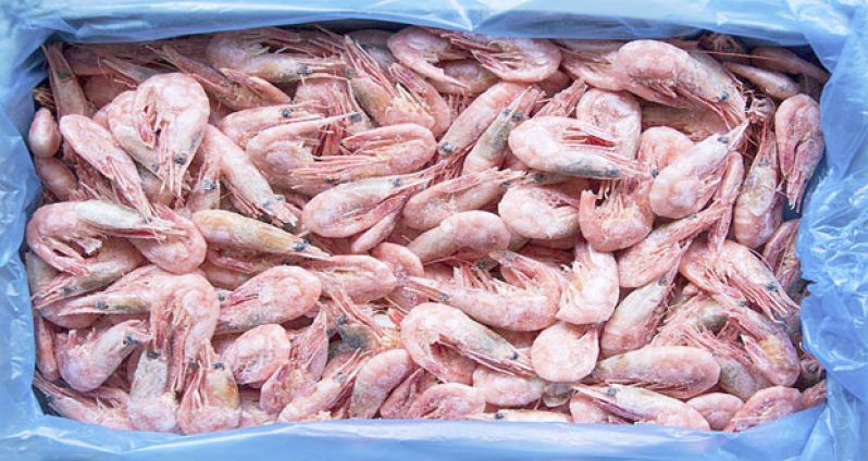 A U.S. drug-sniffing dog noticed something fishy about the shipping container full of shrimp