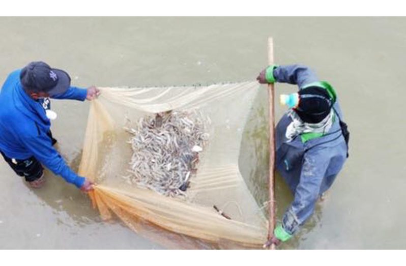 Brackish-water shrimp (Office of the President photos)