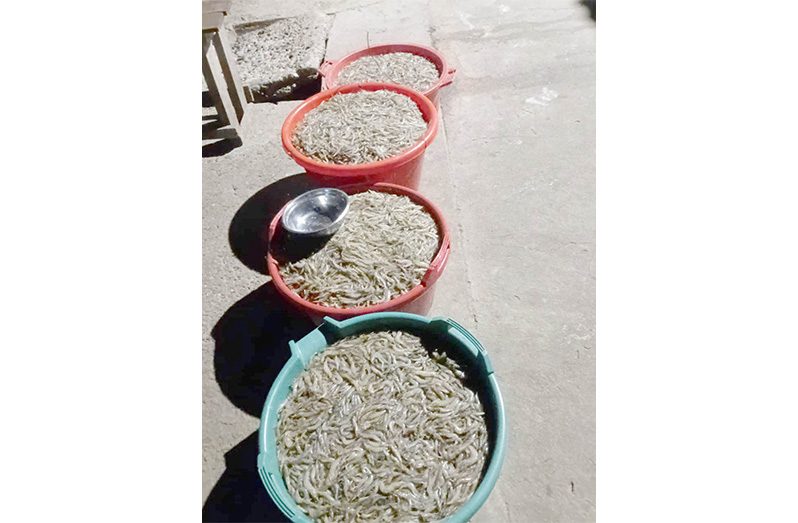 Brackish water shrimp from one of the farmers’ ponds on the Corentyne Coast