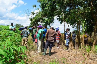 Farmers are becoming more
climate-conscious to grow
food (NAREI photo)